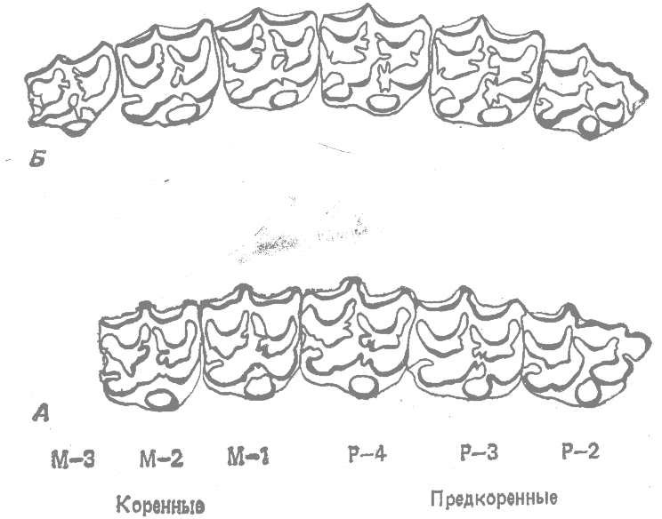 Направления эволюции зубов у лошадей - student2.ru