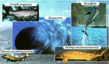 Органический мир, природные ресурсы и экологические проблемы Атлантического океана - student2.ru