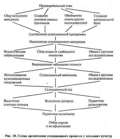 создание технологичных сортов - student2.ru