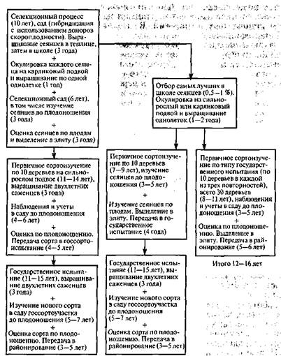 ускорение селекционного процесса - student2.ru