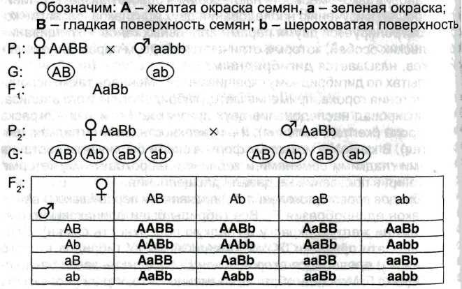 Вопрос №18История развития представлений о наследственности и изменчивости. Фундаментальные свойства живого. - student2.ru