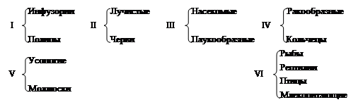 Закон Бэра подтверждает единство органического мира и естественное происхождение и развитие животных - student2.ru