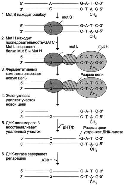 А. Спонтанные повреждения - student2.ru