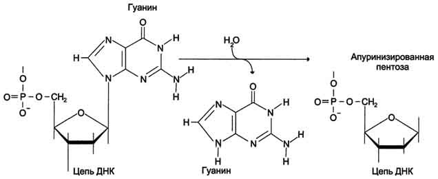 А. Спонтанные повреждения - student2.ru