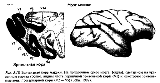 Анализ зрительной информации - student2.ru