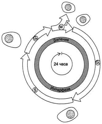 Д. Клеточный цикл и его регуляция - student2.ru