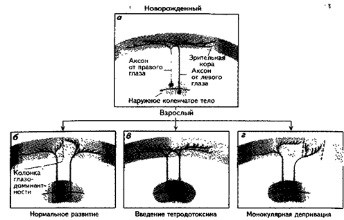 Физиологические обоснования наличия критических периодов - student2.ru