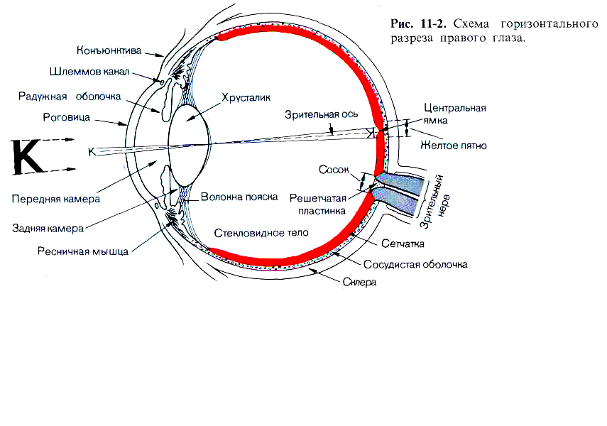 физиология зрительного анализатора - student2.ru