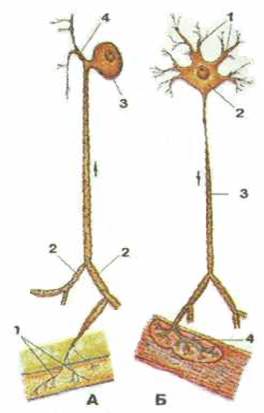 глава 5. нервная система - student2.ru