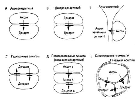 глава 5. нервная система - student2.ru