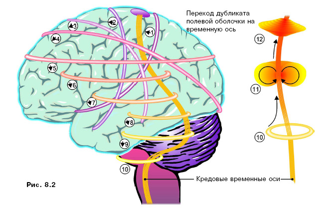 Ii группа. субталамические ядра - student2.ru