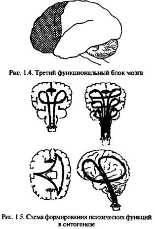 Индивидуальные особенности нейропсихологического развития - student2.ru