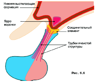 Информационное управление гипофизарными функциями - student2.ru