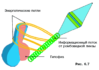 Информационное управление гипофизарными функциями - student2.ru