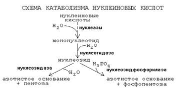 Коллоквиум по биохимии человека № 5 - student2.ru