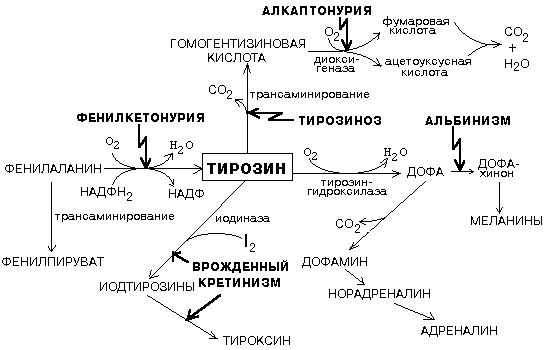 Коллоквиум по биохимии человека № 5 - student2.ru