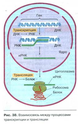 Механизм регуляции синтеза белка у прокариот - student2.ru