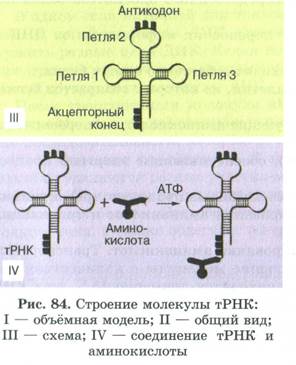 Механизм регуляции синтеза белка у прокариот - student2.ru