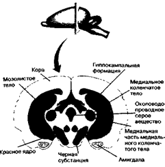 Механизмы возникновения эмоций - student2.ru