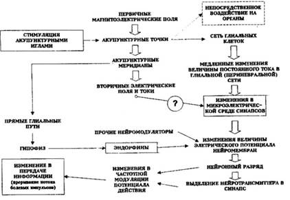 Меридианно-глиальная сеть: использование электричества для взаимодействия с нервной системой человека - student2.ru