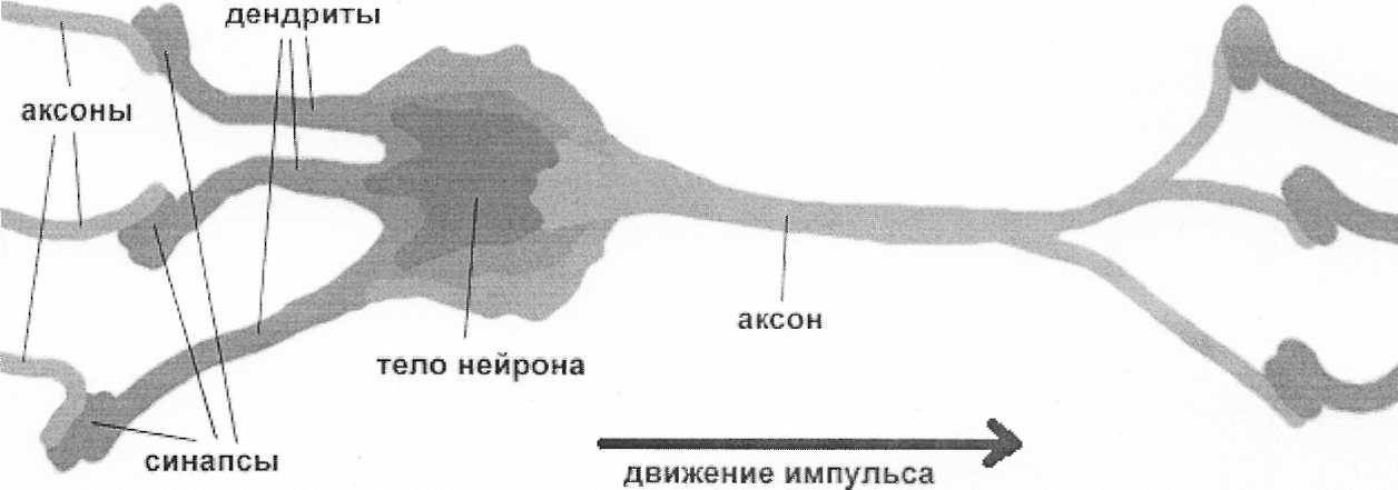 Модель биологического нейрона - student2.ru