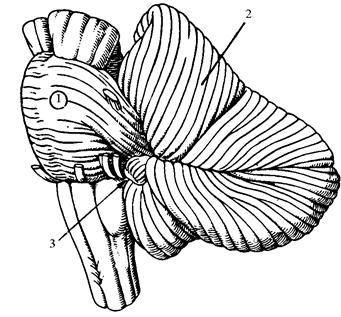 Мост, 2 - мозжечок, 3 – клочок - student2.ru