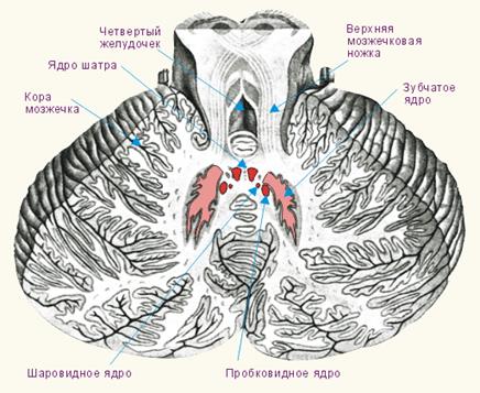 Мост, 2 - мозжечок, 3 – клочок - student2.ru