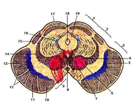 Мост, 2 - мозжечок, 3 – клочок - student2.ru