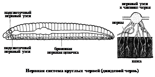 Нервная система беспозвоночных животных - student2.ru
