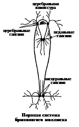 Нервная система беспозвоночных животных - student2.ru