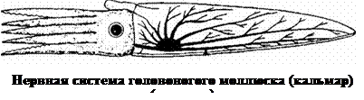 Нервная система беспозвоночных животных - student2.ru
