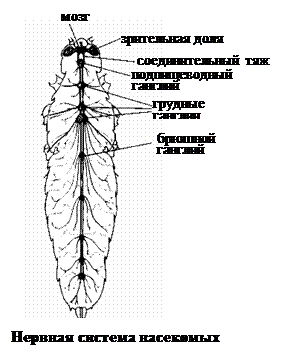 Нервная система беспозвоночных животных - student2.ru