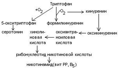 Обмен глицина и серина - student2.ru