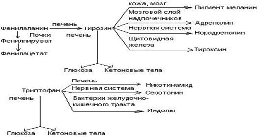 Обмен глицина и серина - student2.ru