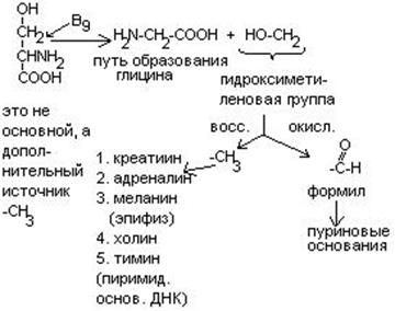 Обмен глицина и серина - student2.ru