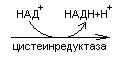 Обмен глицина и серина - student2.ru