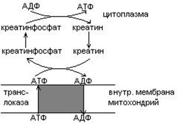 Обмен глицина и серина - student2.ru