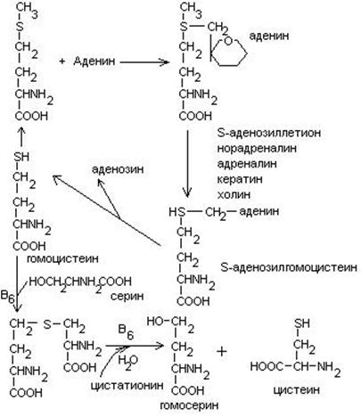 Обмен глицина и серина - student2.ru