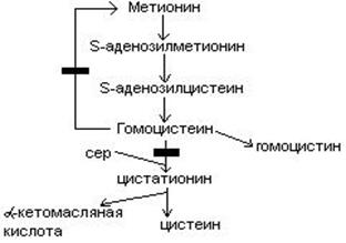 Обмен глицина и серина - student2.ru