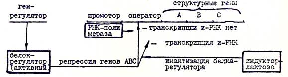 Особенности реализации наследственной информации у эукариот - student2.ru