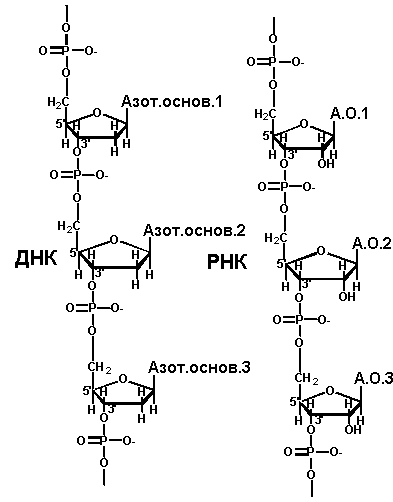 Особенности строения и роль различных видов РНК - информационной, рибосомальной, транспортной, вирусной - student2.ru