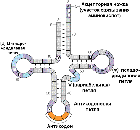 Особенности строения и роль различных видов РНК - информационной, рибосомальной, транспортной, вирусной - student2.ru