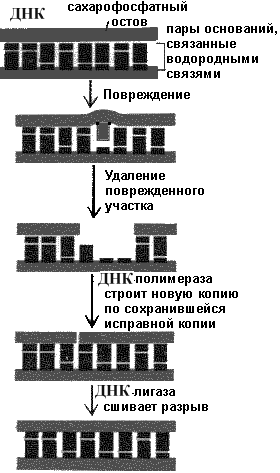 Особенности строения и роль различных видов РНК - информационной, рибосомальной, транспортной, вирусной - student2.ru