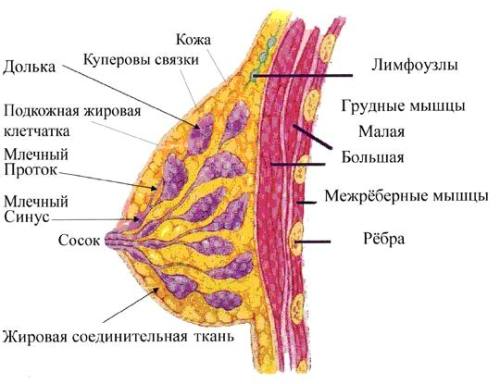 Почему при похудении уменьшается объем груди? - student2.ru