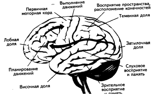 Полисинаптический рефлекс - student2.ru