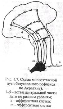 Рефлекторный принцип нервной регуляции функции организма - student2.ru