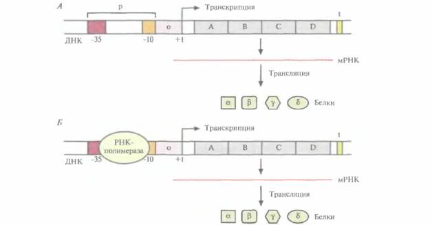 Регуляция транскрипции генов - student2.ru