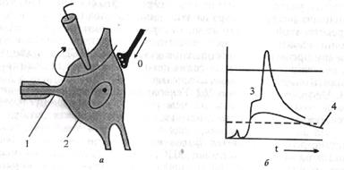 роль различных элементов нейрона в возникновении возбуждения - student2.ru