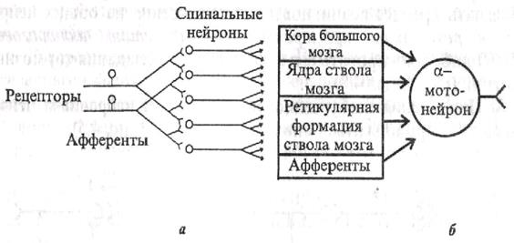 роль различных элементов нейрона в возникновении возбуждения - student2.ru