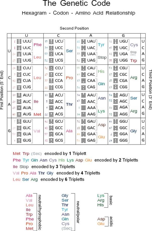Соответствие между И-Цзин и Генетическим кодом - student2.ru